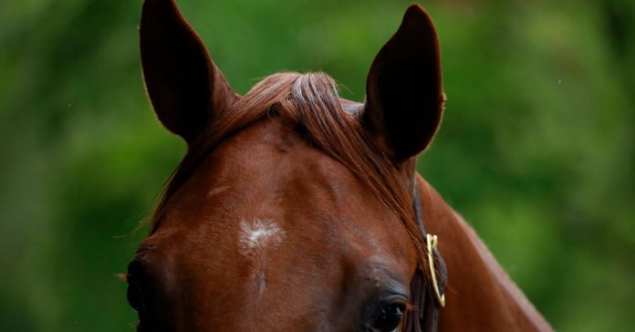 Pandemic Changes the World of Horse Auctions